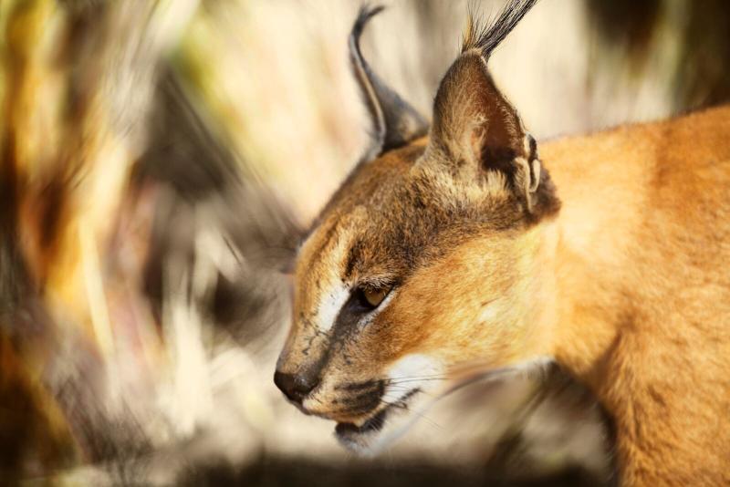 Naankuse Lodge Windhoek Eksteriør bilde